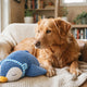 Stress bei Hunden und Kuscheltiere als Beruhigungshilfe - PAWSOMETIME