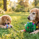 Der optimale Hundeball für Welpen und Seniorhunde - PAWSOMETIME
