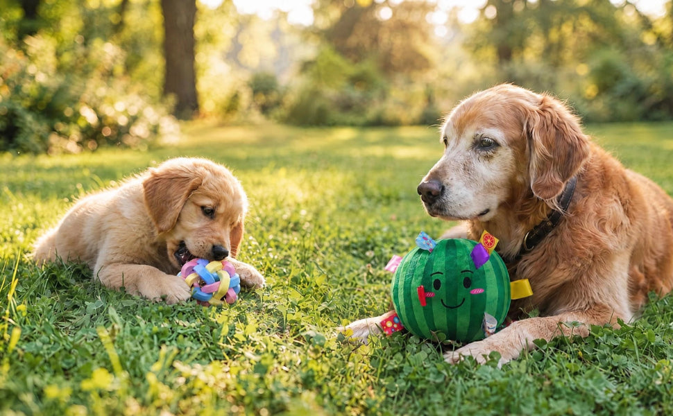 Der optimale Hundeball für Welpen und Seniorhunde - PAWSOMETIME