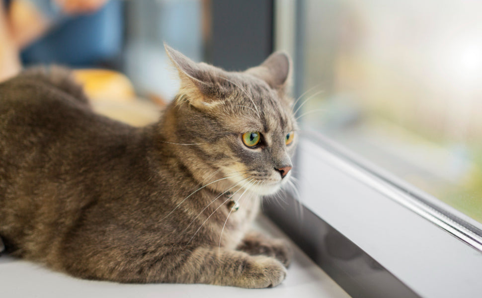 Vogel Spielzeug Katze - Pawsometime