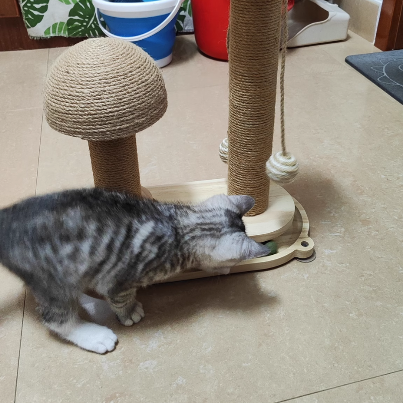 Pawsometime Holz Kratzbaum mit Katzenbahn Spielzeug, Sisal Kratzbaum für mittelgroße und kleine Katzen