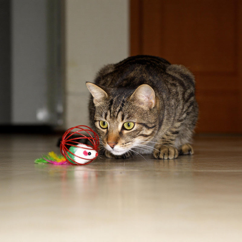 Katzen Spielzeug, 5er Set, Hohlkugeln mit Plüschmaus im Inneren, Durchmesser 6cm, bunte Farben zufällig, interaktiver Spielspaß für Katzen