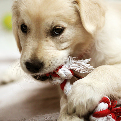 Hundespielzeug Unkaputtbar, Bunte Baumwollseilknoten für kleine und mittelgroße Hunde, Langlebig Geschenk für Hunde, 4er-Set
