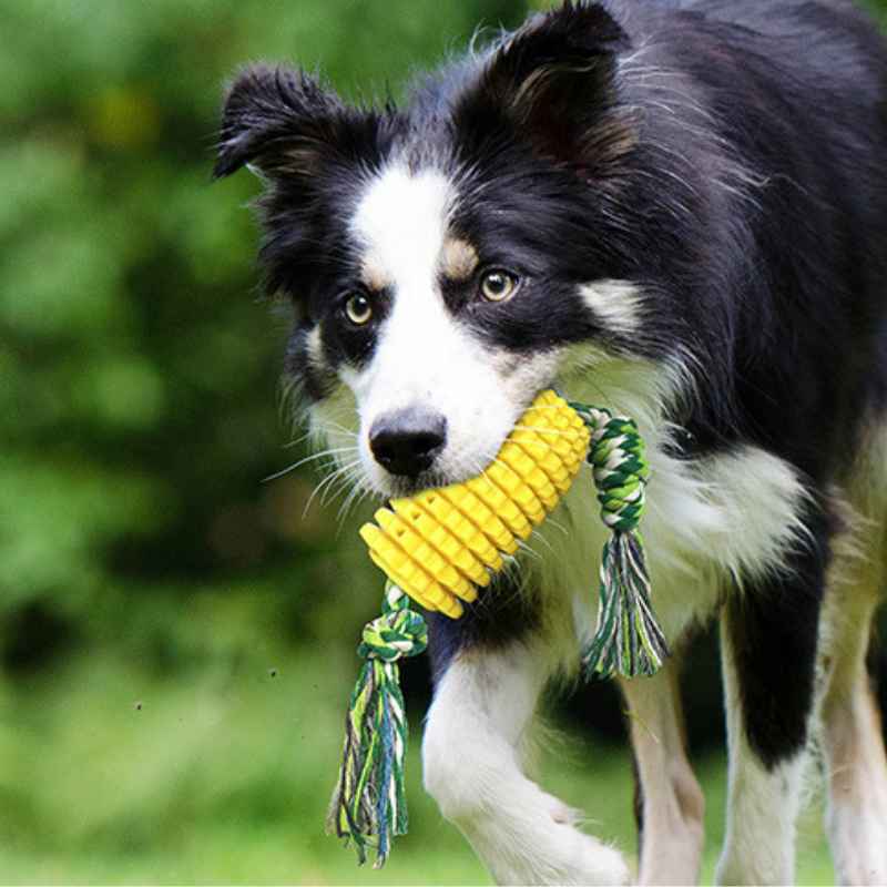 Spielzeug für den Hund DT036-01-3