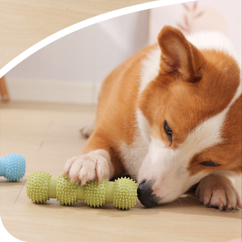 Spielzeug für den Hund, Vierkugel-Backenzahnstab aus TRP-Material, Bzerstörfest in drei Farben wählbar: Grün, Blau, Pink