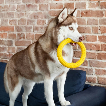 Hundespielzeug Unkaputtbar, 17cm TPR Gelber Zugring, Zerrspielzeug Hund & Wasserspielzeug Hund, Zahnreinigung, Verschleißfest