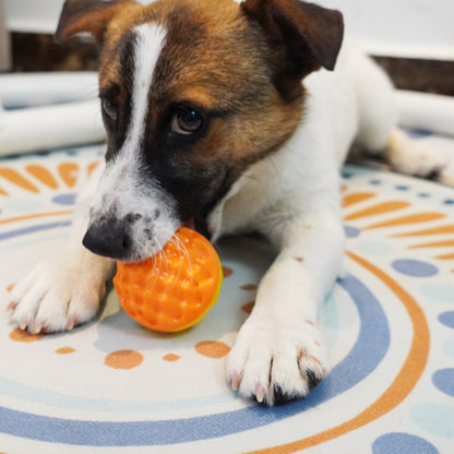 Spielzeug Hund, TPR Hundeball, Hundespielzeug Quietschen, Wasserspielzeug Hund, Bump-Textur für Zahnpflege, Zwei Farben