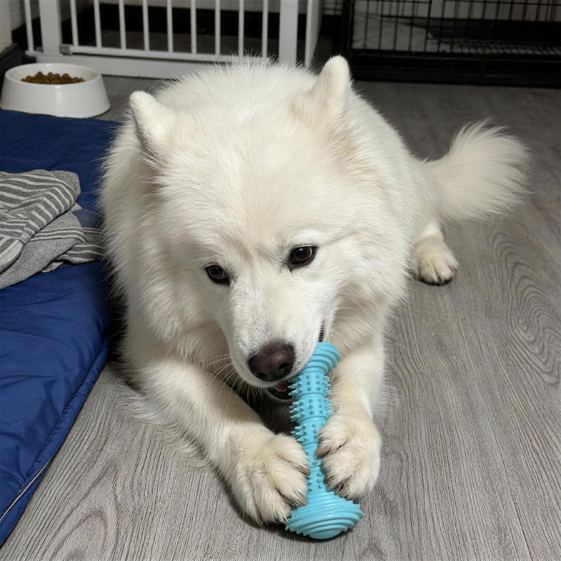 Hundespielzeug Unzerstörbar, TPR Barbell Hundekaustab, Kauspielzeug für Hunde, Saubere Zähne, Unterhaltung in drei Farben