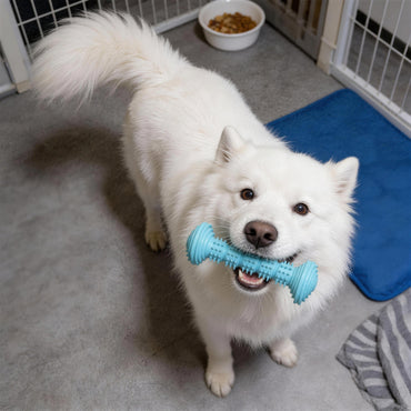 Hundespielzeug Unzerstörbar, TPR Barbell Hundekaustab, Kauspielzeug für Hunde, Saubere Zähne, Unterhaltung in drei Farben