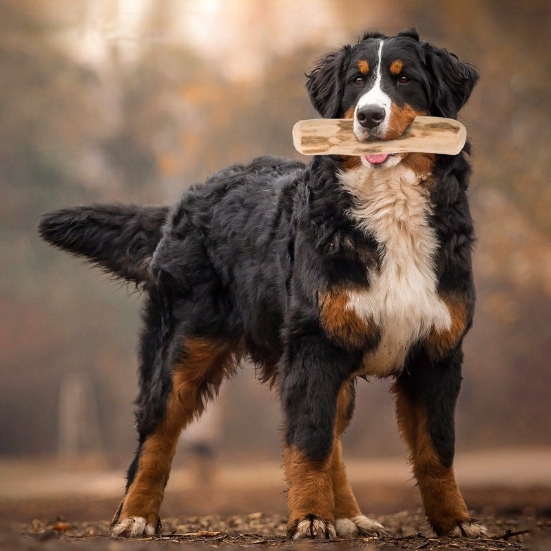 Hund Spielzeug, Holzfarbe Beißstab aus Kaffeeholz für Hunde, Kauspielzeug für Hunde, Drei Größen für alle Hunde