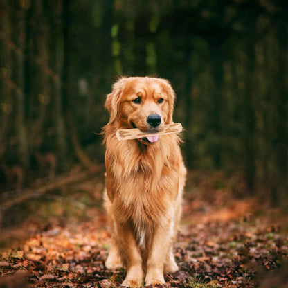 Hund Spielzeug, Holzfarbe Beißstab aus Kaffeeholz für Hunde, Kauspielzeug für Hunde, Drei Größen für alle Hunde