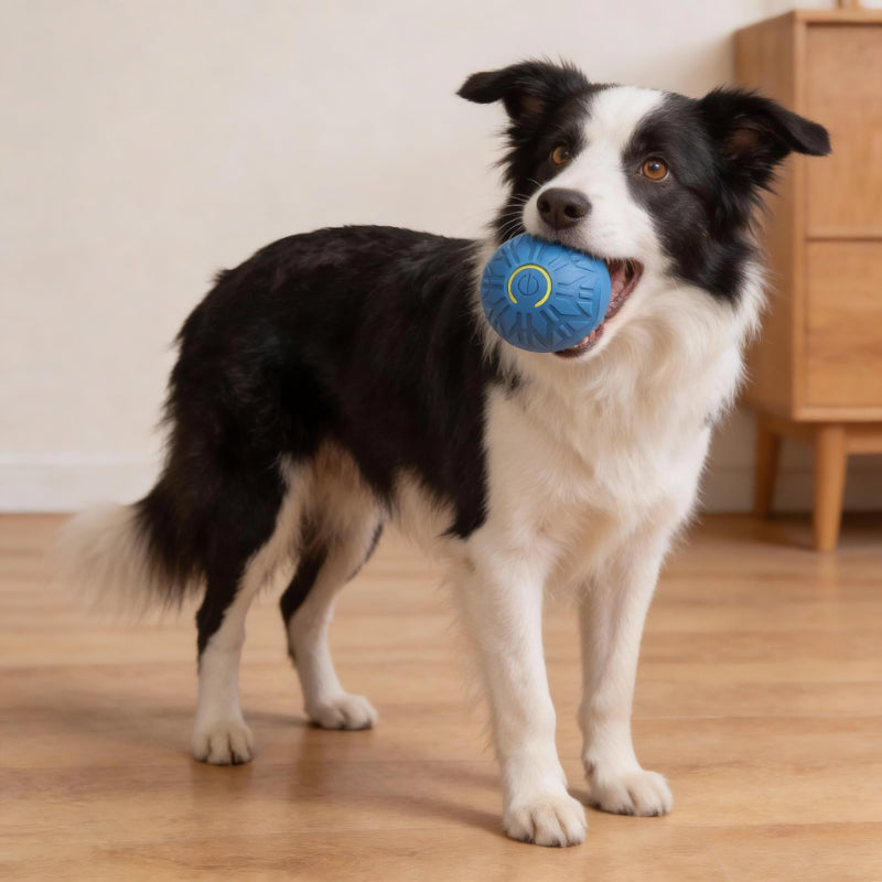 Spielzeug für den Hund, intelligenter Hundeball aus Gummi, unregelmäßiger Bewegung, Lange Spielzeiten für Hunde, Zwei Farben