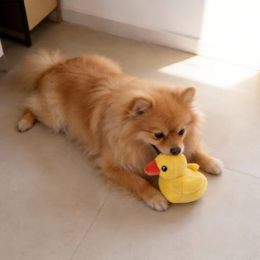Kuscheltier für Hunde, Kleines Gelbes Entchen, Welpenspielzeug mit Quietscher, Perfekt Beruhigungsspielzeug