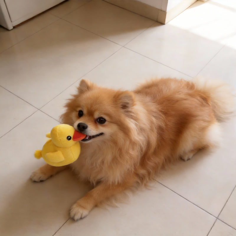 Kuscheltier für Hunde, Kleines Gelbes Entchen, Welpenspielzeug mit Quietscher, Perfekt Beruhigungsspielzeug