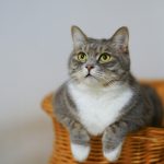 Warum hecheln Katzen: Ein tiefgehendes Verständnis von Fettleibigkeit bei Katzen