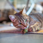 Was ist Katzenminze?