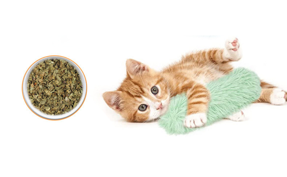 Was ist Katzenminze - Pawsometime