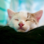 Wie lange schlafen Katzen?