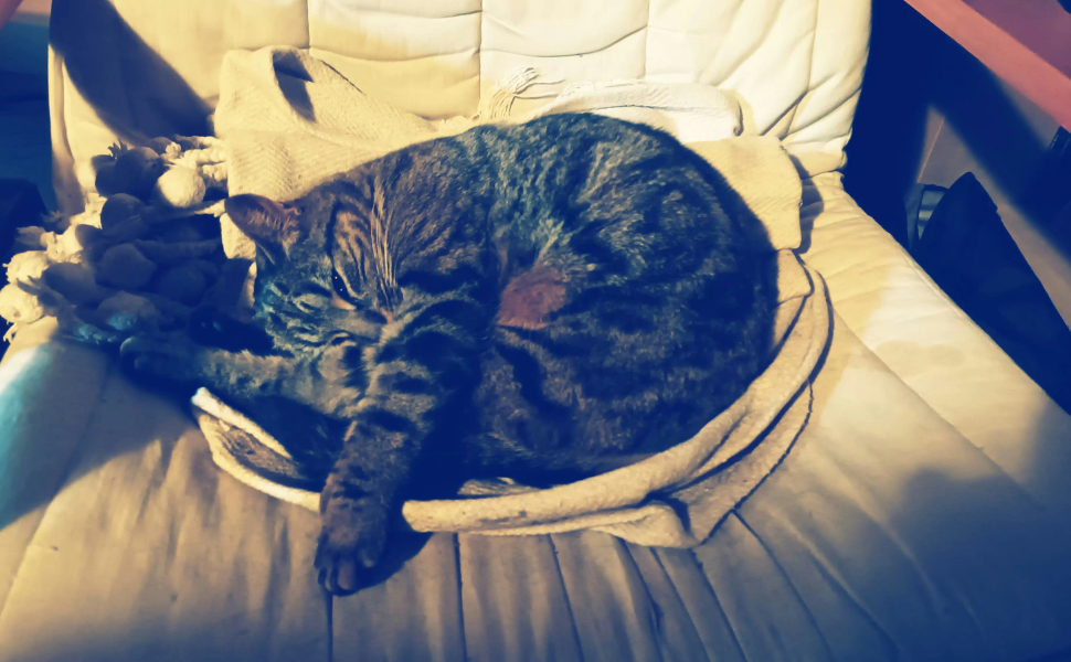 schlafende Katze - Pawsometime