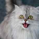 Warum miauen Katzen?
