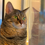 Welche Farbe sehen Katzen?
