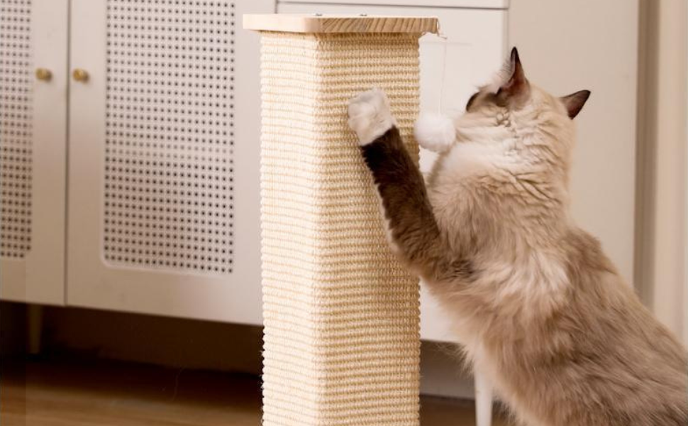 Warum Miauen Katzen - Pawsometime
