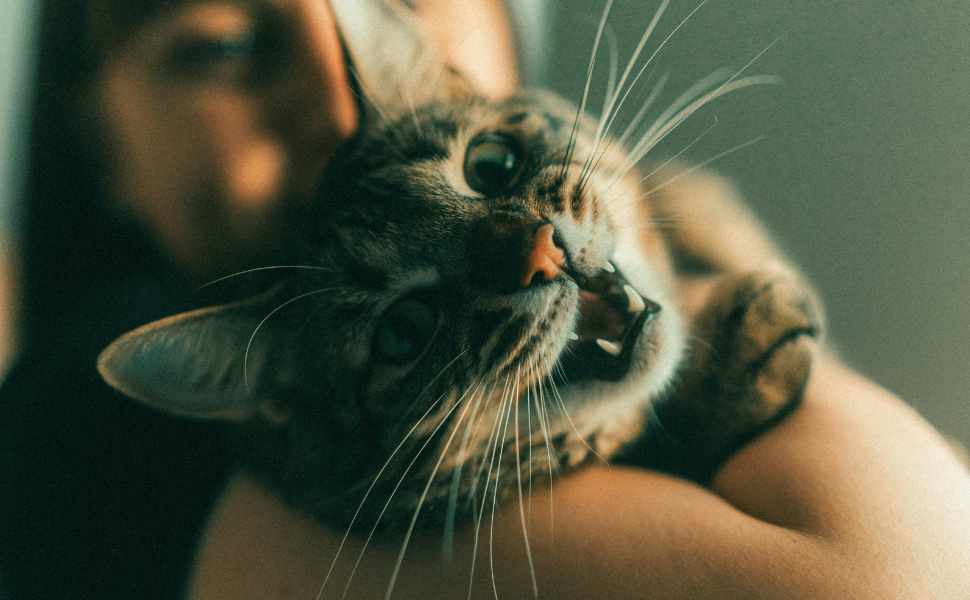 miauende Katze - Pawsometime