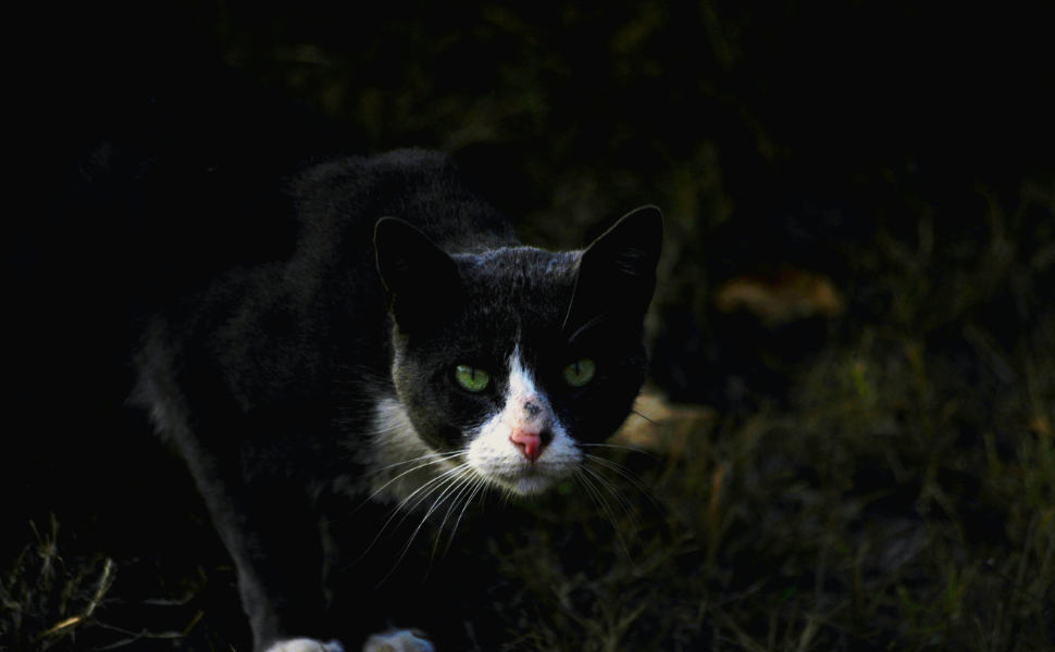 schwarze Katze - Pawsometime