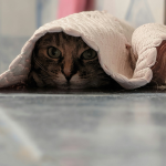 Warum versteckt sich meine Katze?