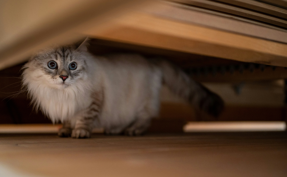 Katze versteckt - Pawsometime