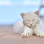 Was bedeutet Milchtritt bei Katzen?
