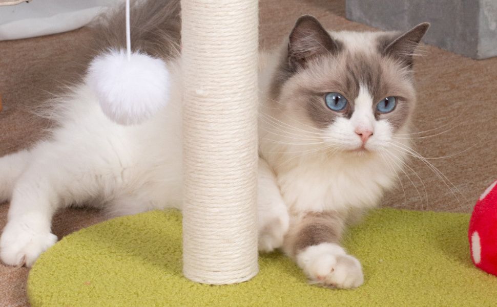 Was bedeutet Milchtritt bei Katzen - Pawsometime