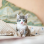 Wie lange wachsen Katzen?
