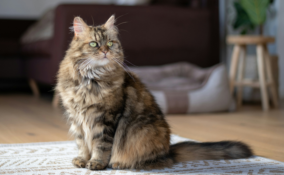 main coon - Pawsometime