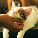 Wie schnurren Katzen: Die Bedeutung des Schnurrens bei Katzen