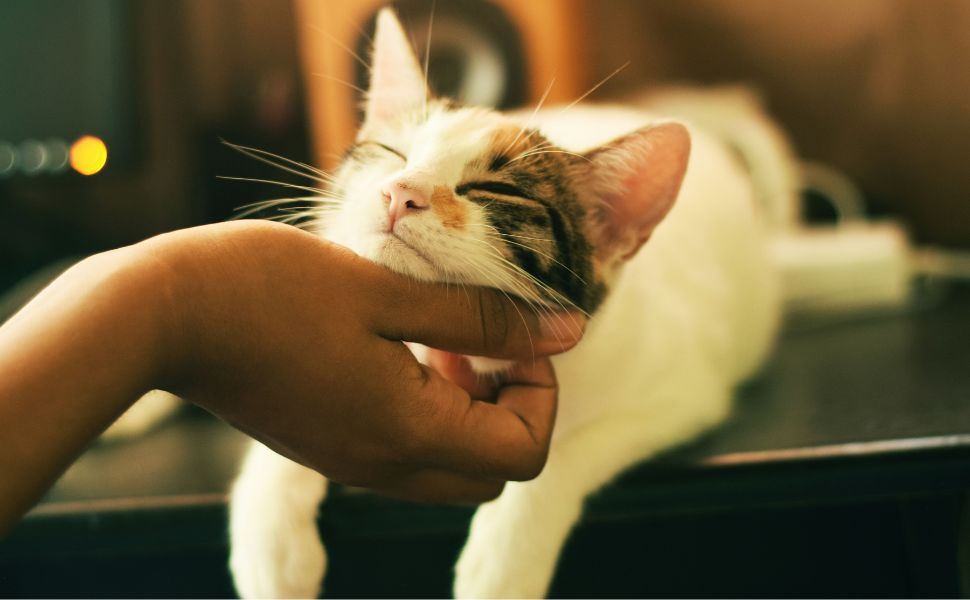 katze-Pawsometime