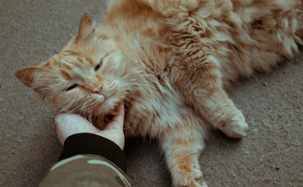 schnurrende katze-Pawsometime