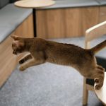 Wie hoch können Katzen springen?