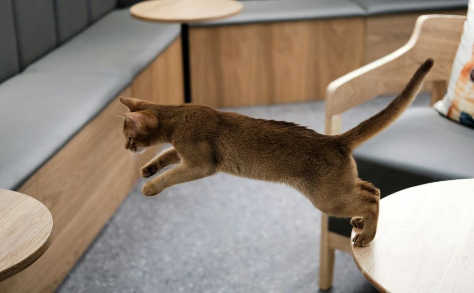Wie hoch können Katzen springen?