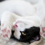 Was braucht eine Katze: Tipps für eine glückliche Katze