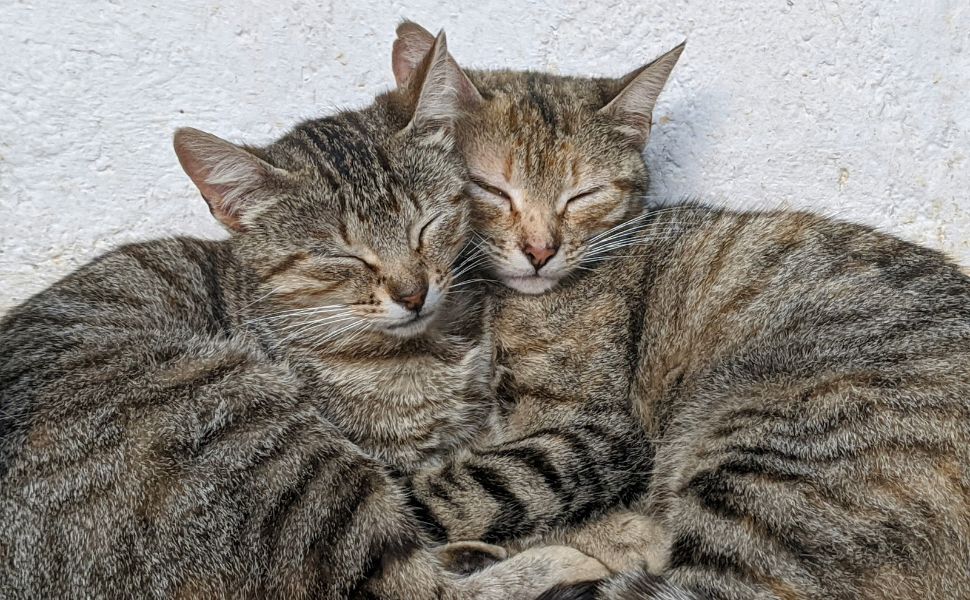 Katzen - Pawsometime