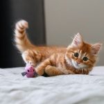 Was mögen Katzen: Die besten Spielzeuge für Ihre Katze