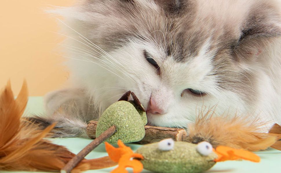 Was mögen Katzen - pawsometime