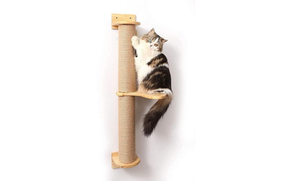 Wie alt wurde die älteste Katze - Pawsometime