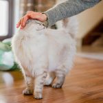 Wie alt wurde die älteste Katze: So beeinflusst der Lebensstil das Alter deiner Katze