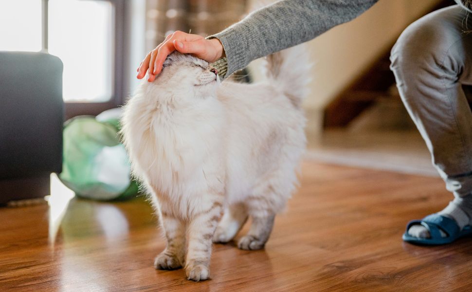 Wie alt wurde die älteste Katze: So beeinflusst der Lebensstil das Alter deiner Katze