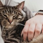 Wann schnurren Katzen: Entziffern Sie die Sprache ihrer Brummlaute