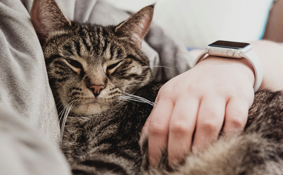 Katzenspielzeug mit Federn - pawsometime