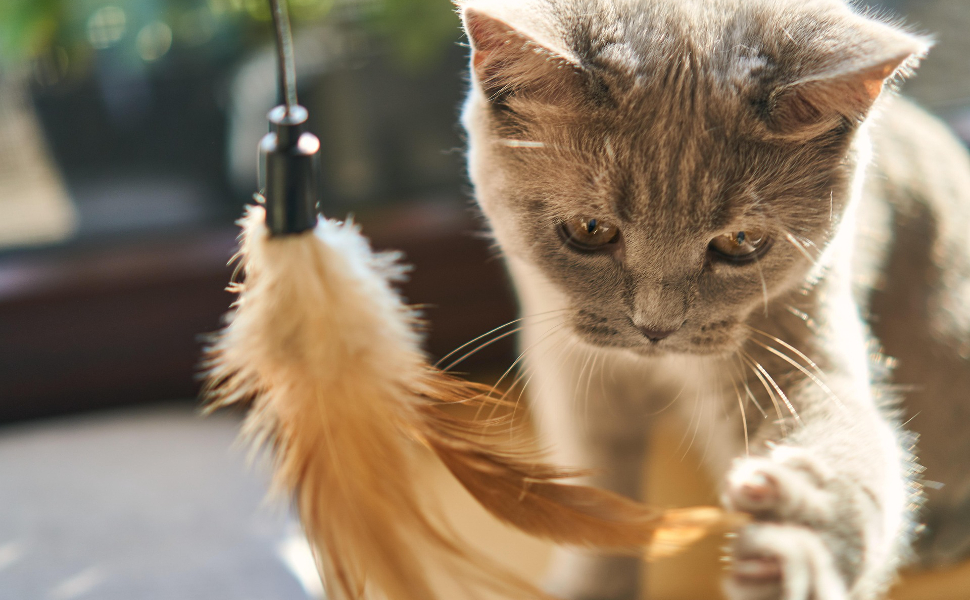 Wie groß wird eine Katze - Pawsometime