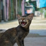 Wie groß wird eine Katze?